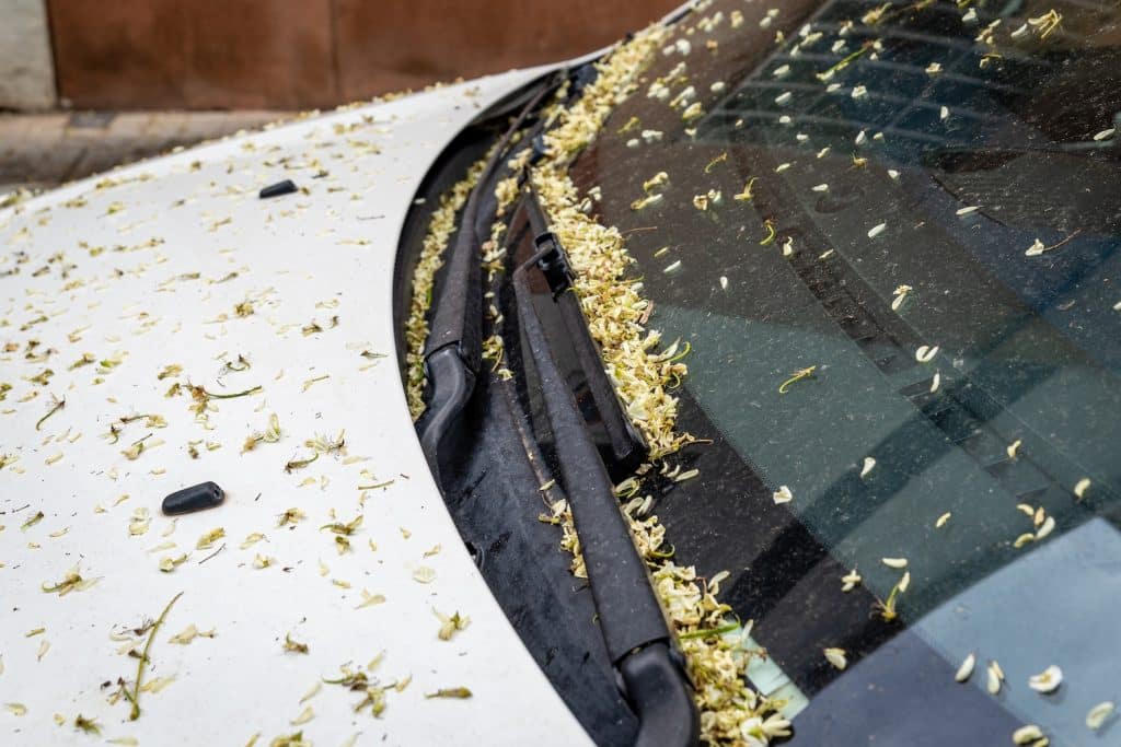 Allergies caused by Spring Pollen
